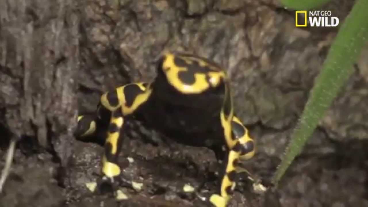 L'animal le plus toxique du monde : La grenouille de dard