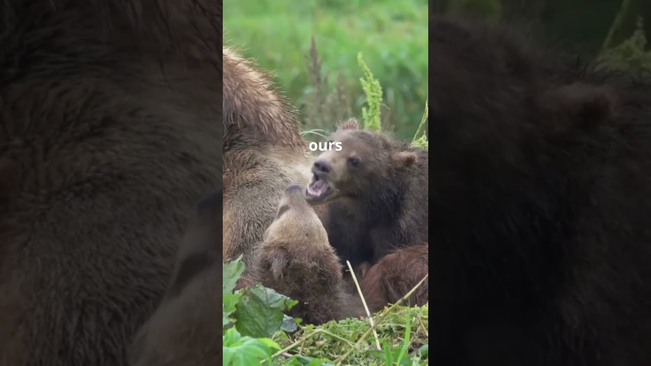 Gros Doudous de la Forêt : Le Monde Merveilleux des Ours et Oursons !" 🐻💤