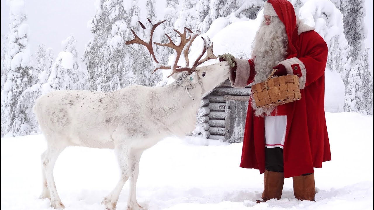 Père Noël en Laponie: chien de rennes du Papa Noël 🐕🦌🎅 Finlande Pello - Video sur les animaux