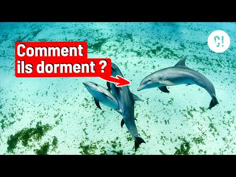 Les dauphins ne dorment JAMAIS ? 😱 @V2F
