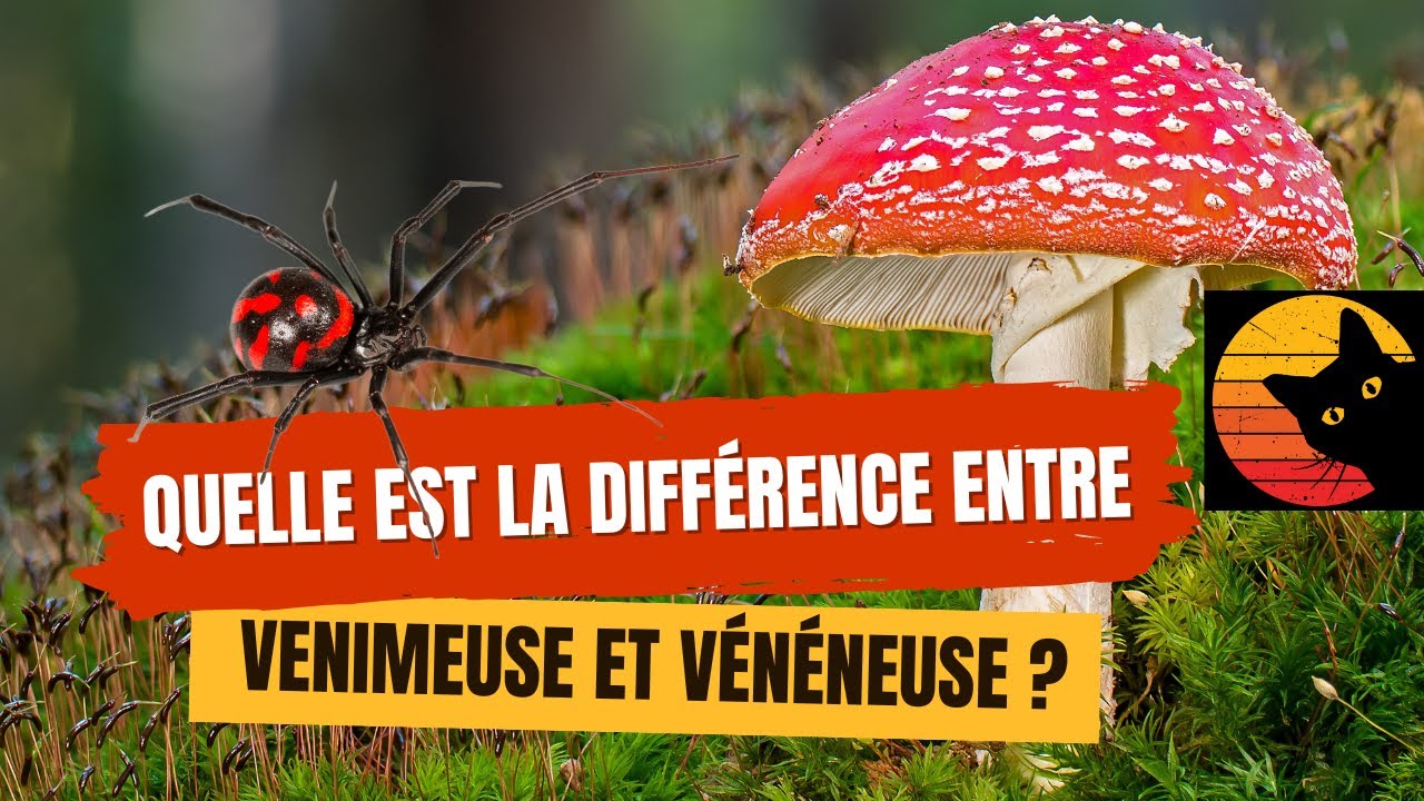 Quelle est la différence entre venimeuse et vénéneuse ? 🐍🍄☠️