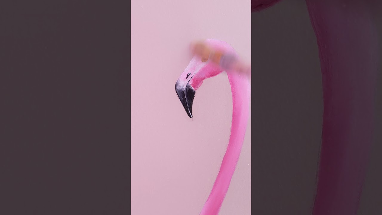 flamant rose