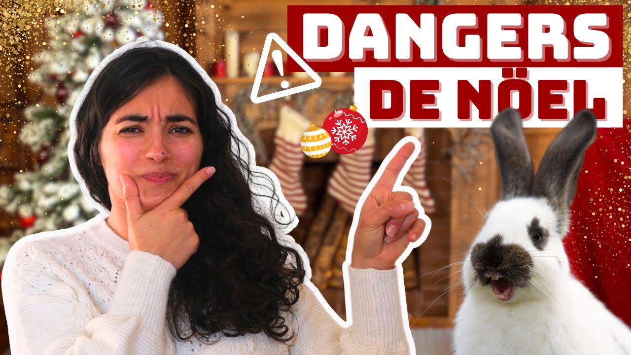 ⚠️ Les DANGERS de NOËL pour ton LAPIN 🎁 (il faut penser à tout !)