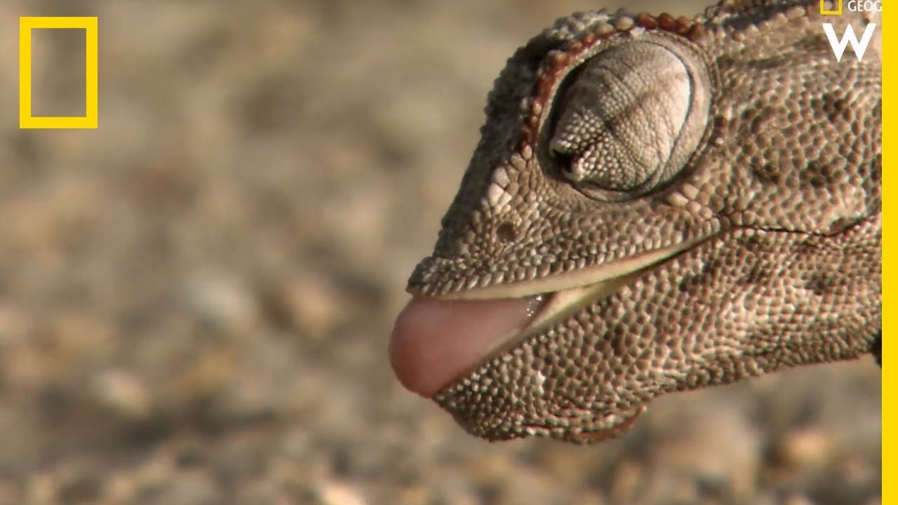 Ce petit caméléon mange 200 insectes par jour