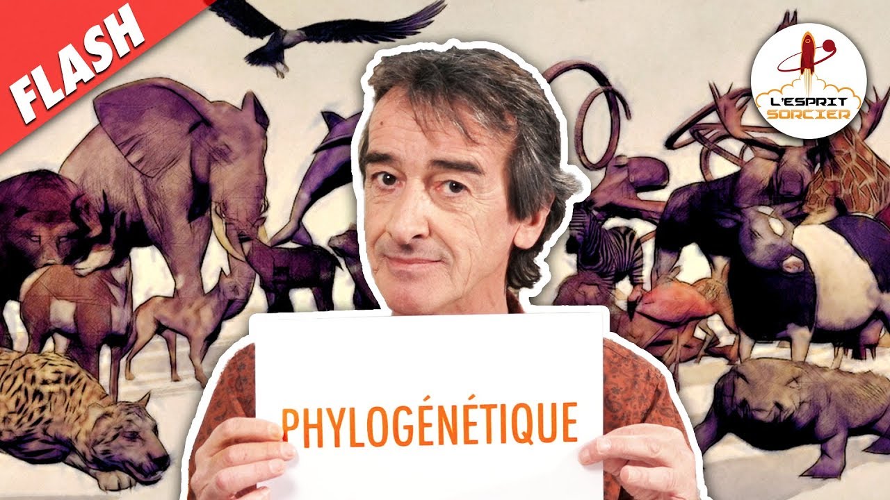 Comment classe-t-on les animaux ? - Flash #8 - L'Esprit Sorcier