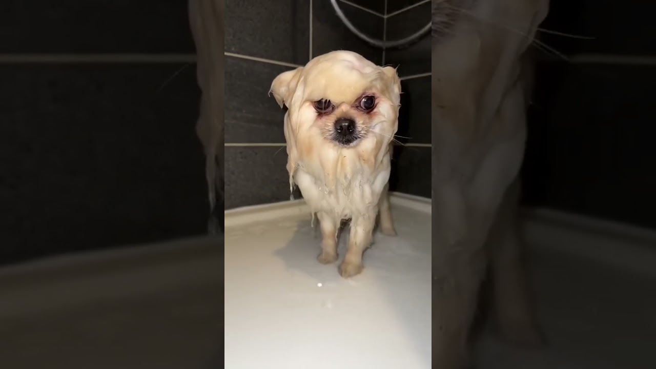 Queen mon chien a eu un petit problème.. je le lave ❤️