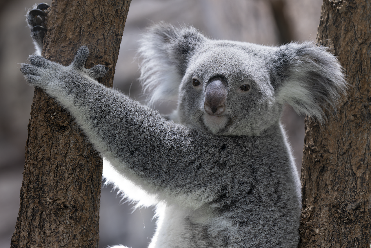 découvrez une sélection de noms adorables qui feront fondre votre cœur. que vous cherchiez le prénom parfait pour votre enfant, un nom d'animal de compagnie ou un pseudonyme affectueux, notre liste variée vous inspirera et vous aidera à trouver le nom idéal qui reflète votre affection.