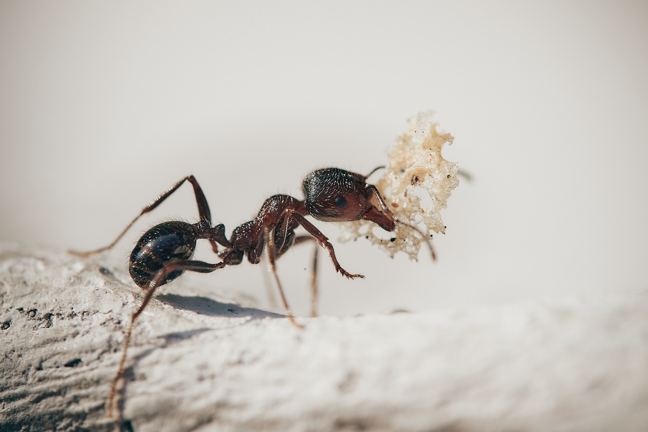 découvrez l'histoire fascinante de 'la fourmi et la sauterelle', une fable intemporelle qui enseigne l'importance du travail et de la prévoyance à travers les aventures de deux personnages contrastés. une leçon de vie pour petits et grands!