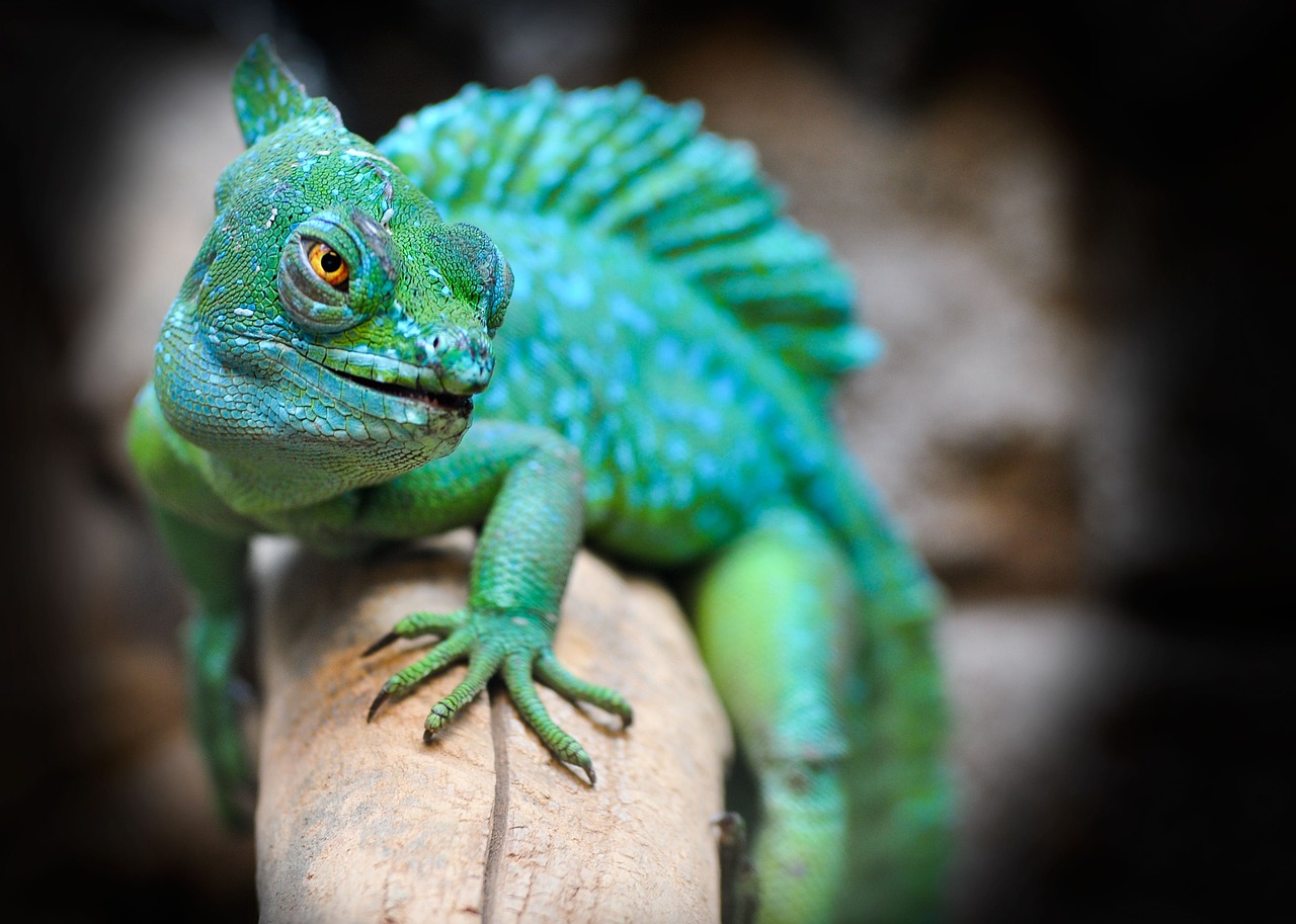 découvrez l'univers fascinant des caméléons, ces reptiles aux couleurs étonnantes et aux capacités d'adaptation uniques. apprenez-en plus sur leur habitat, leurs comportements et comment ces créatures captivantes changent de couleur pour communiquer et se camoufler.