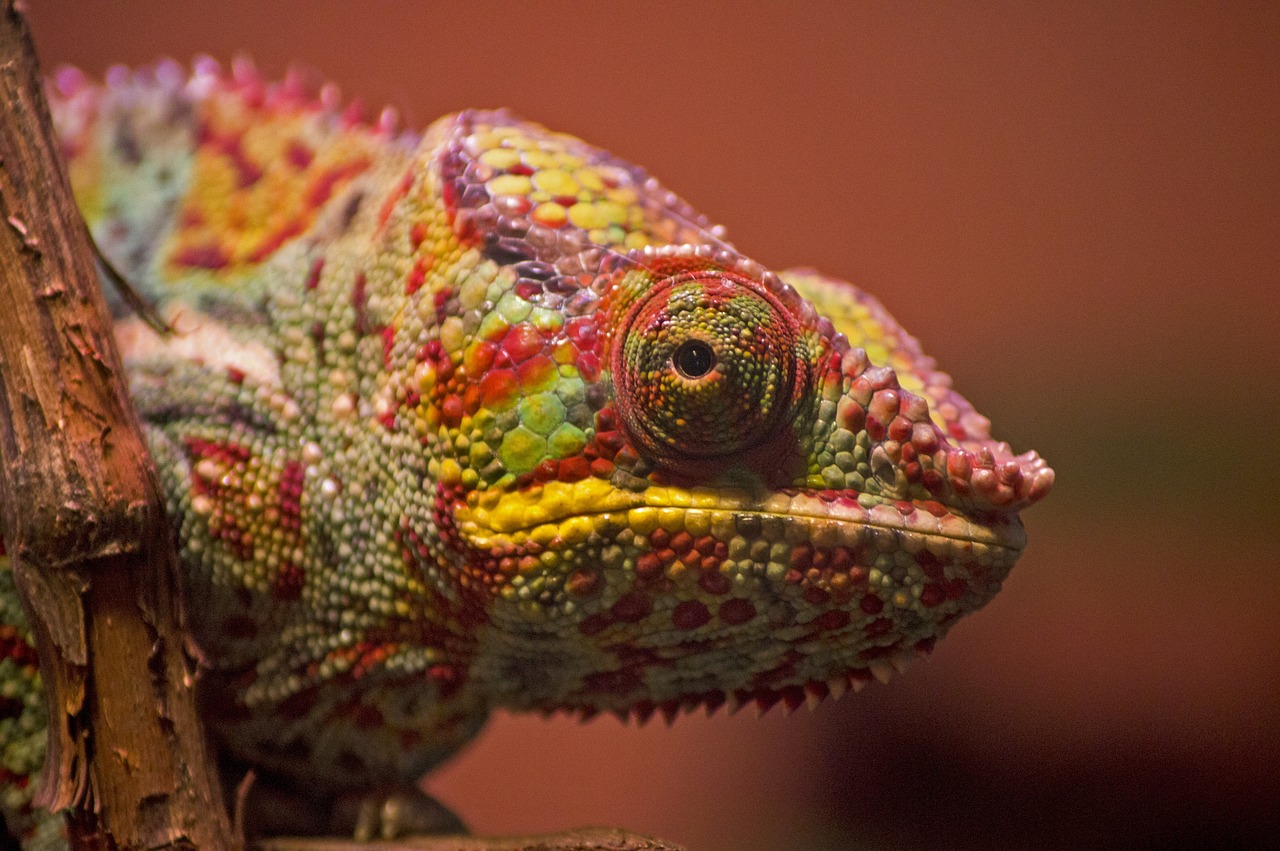 découvrez le monde fascinant des caméléons, ces reptiles aux couleurs changeantes, capables de s'adapter à leur environnement de manière spectaculaire. apprenez tout sur leurs habitats, comportements et l'importance de leur conservation.