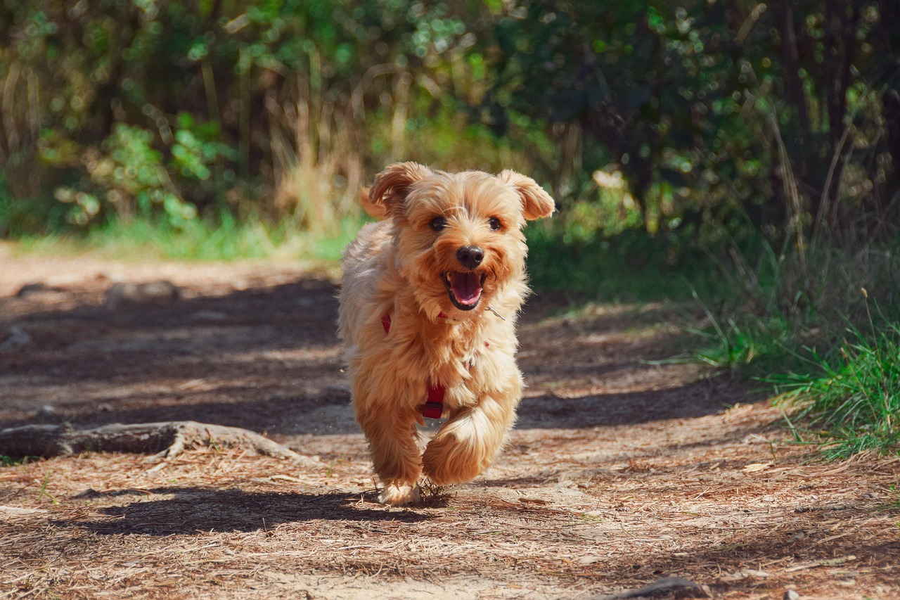 découvrez tout ce que vous devez savoir sur les chiens, leurs soins, leur éducation et leur comportement. apprenez à mieux comprendre vos fidèles compagnons à quatre pattes et offrez-leur une vie épanouissante.