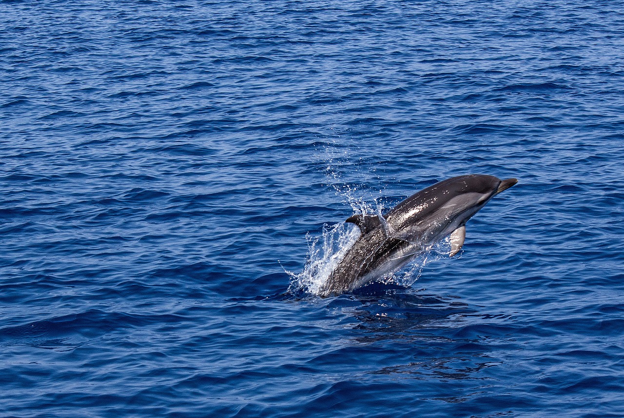 découvrez le monde fascinant des dauphins, ces créatures marines intelligentes et sociables. apprenez-en plus sur leur habitat, leur comportement et leur communication dans cet article captivant.