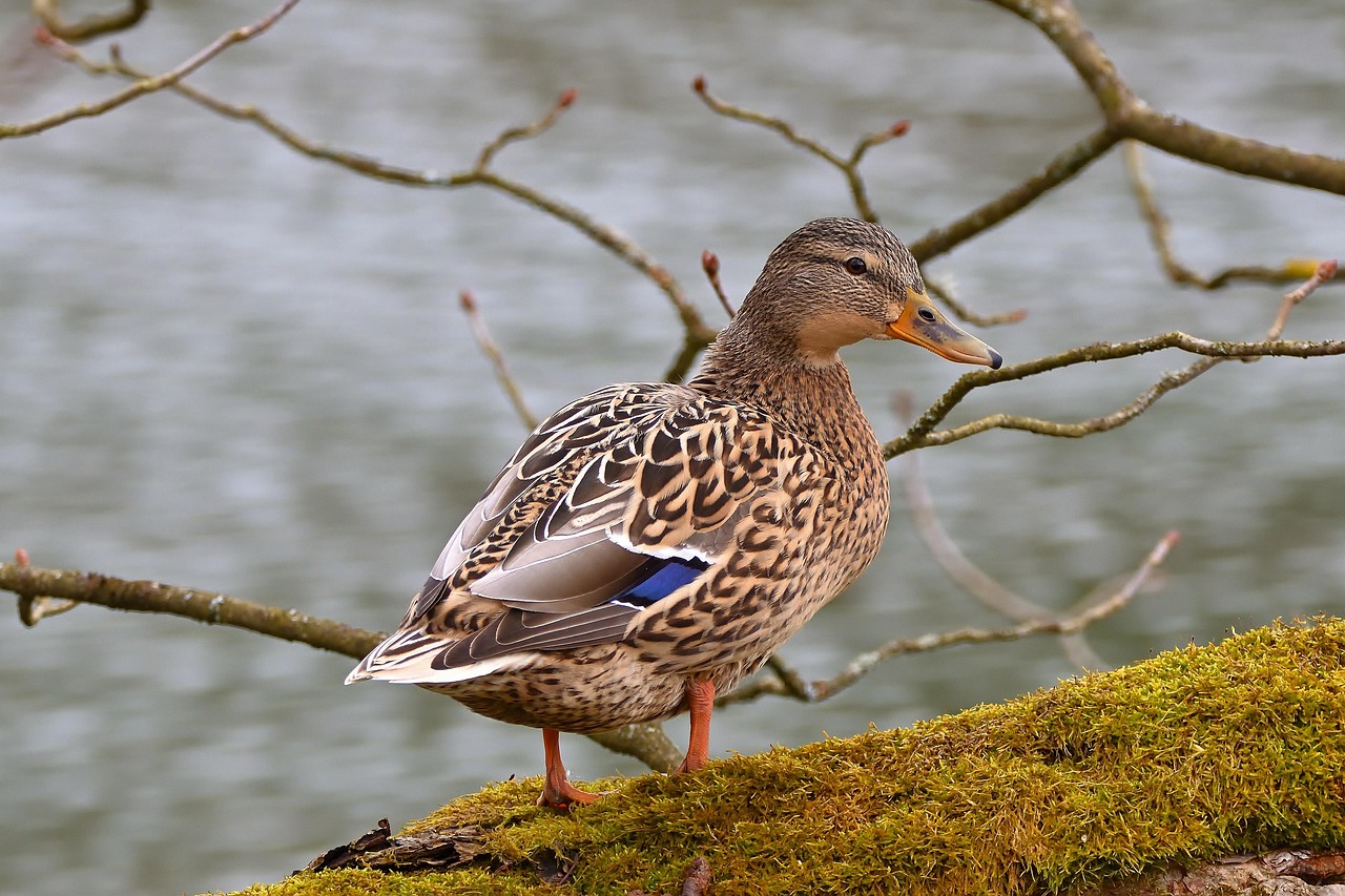 découvrez notre délicieuse salade de gésiers de canard, une spécialité gourmande alliant saveurs raffinées et textures croquantes. parfaite pour un repas élégant ou un apéritif, cette recette met en avant des ingrédients frais et savoureux qui raviront vos papilles.