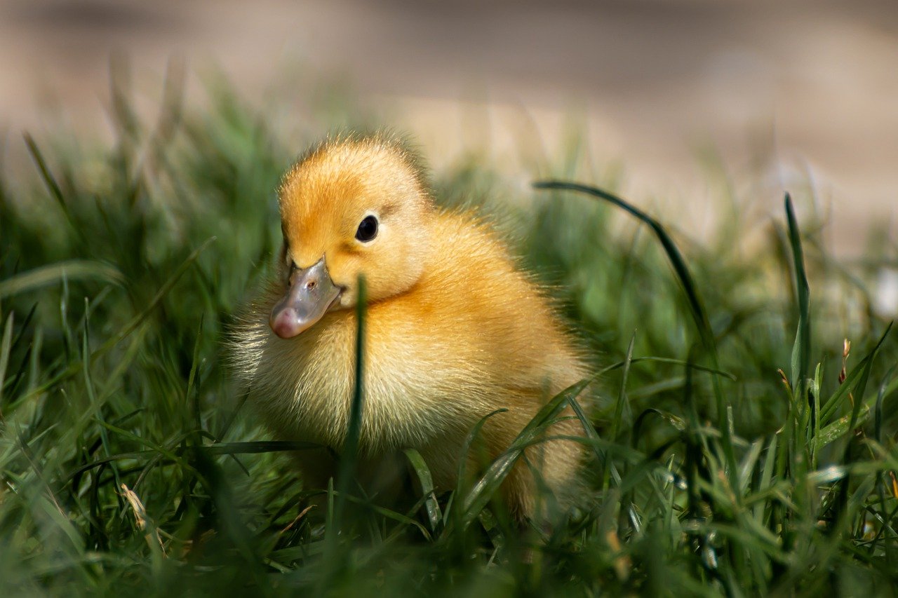 découvrez notre délicieuse salade de gésiers de canard, une expérience culinaire savoureuse alliant tendresse et croquant. préparée avec des ingrédients frais et assaisonnée avec soin, cette salade est parfaite pour une entrée raffinée ou un repas léger. laissez-vous séduire par cette spécialité gourmande!