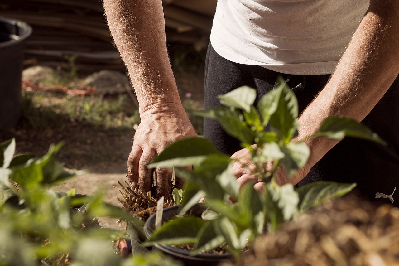 découvrez des activités passionnantes pour célébrer la journée de la terre : des ateliers de jardinage, des nettoyages de parcs, des balades en pleine nature et bien d'autres initiatives écologiques pour sensibiliser et agir pour notre planète.