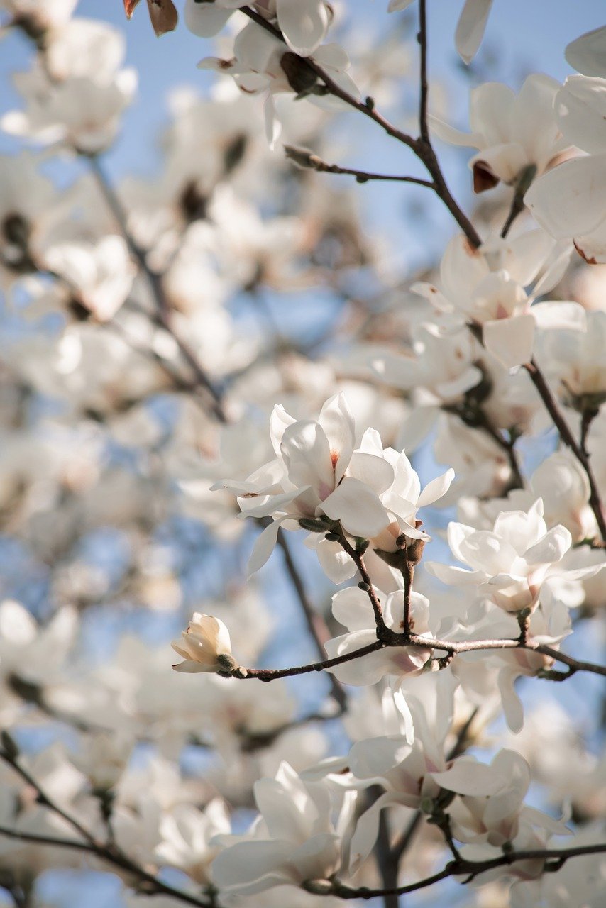 découvrez notre vaste sélection de fleurs, pour toutes les occasions ! des bouquets colorés et des compositions raffinées qui égayeront votre quotidien et feront plaisir à vos proches.
