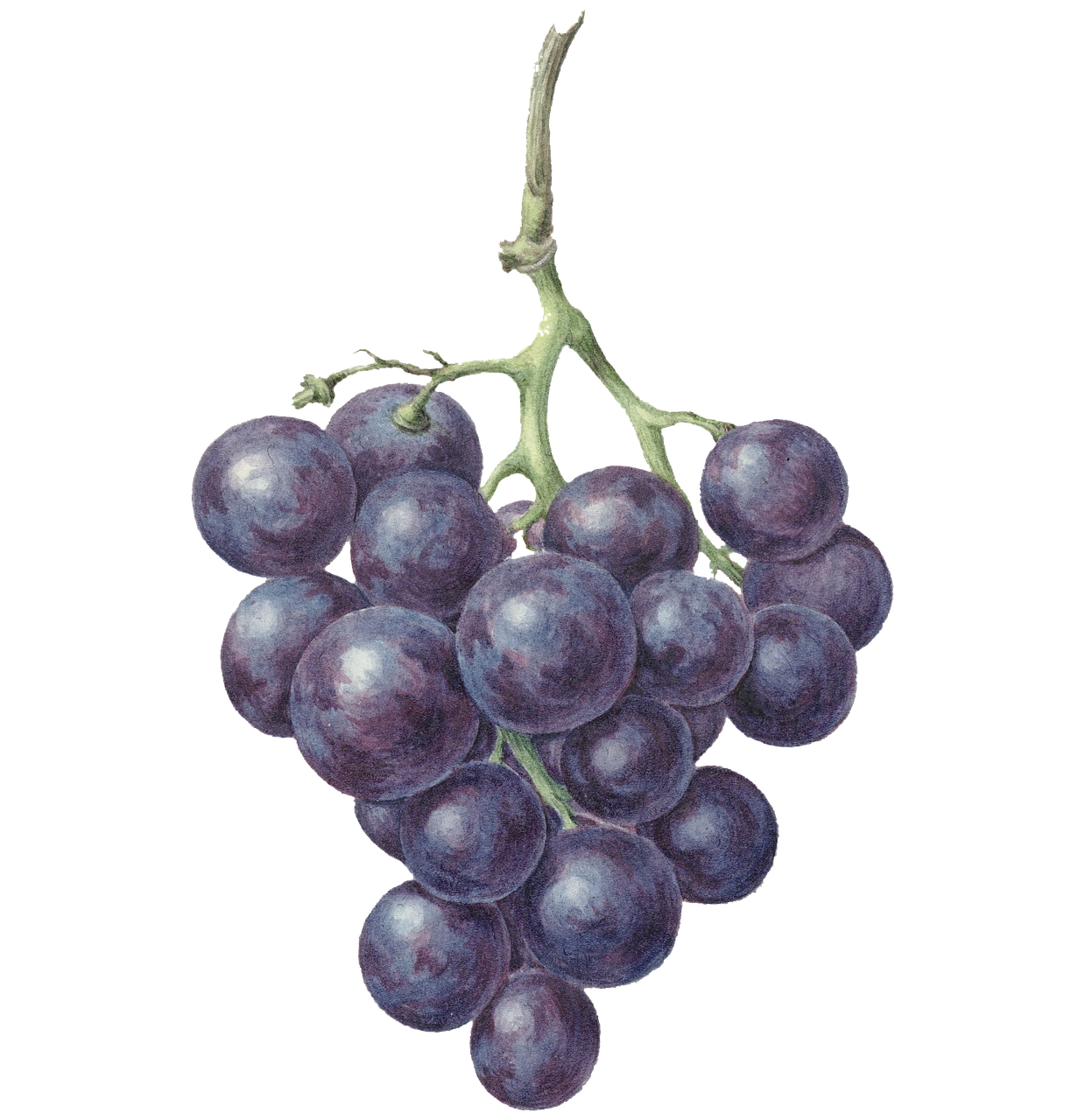 découvrez l'art du dessin de raisins avec notre guide complet ! apprenez des techniques faciles pour capturer la beauté de ces fruits en illustration, que vous soyez débutant ou artiste confirmé. laissez libre cours à votre créativité et améliorez vos compétences en dessin.
