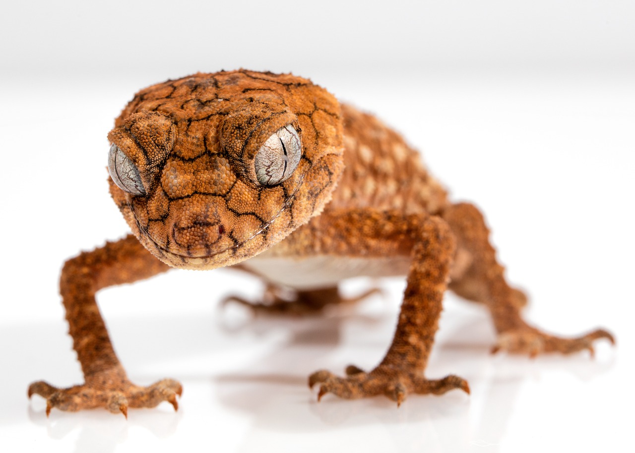 découvrez l'art du dessin de lézard avec notre guide complet. apprenez des techniques étape par étape pour créer de magnifiques illustrations de ces reptiles fascinants, que vous soyez débutant ou artiste confirmé.