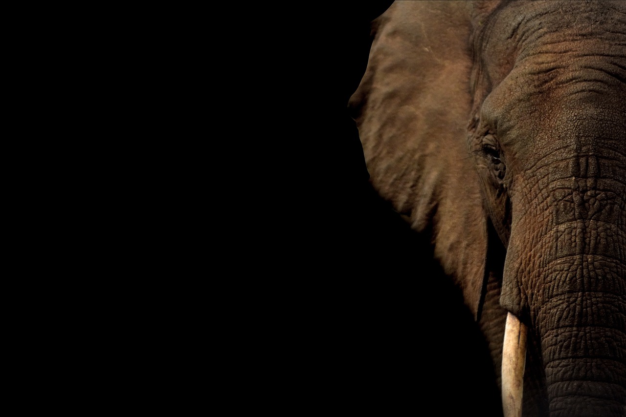découvrez le fascinant monde des mammifères, une classe d'animaux diversifiée et intelligente, caractérisée par leur capacité à allaiter leurs petits et à réguler leur température corporelle. explorez leur habitat, leurs comportements uniques et leur importance dans l'écosystème.