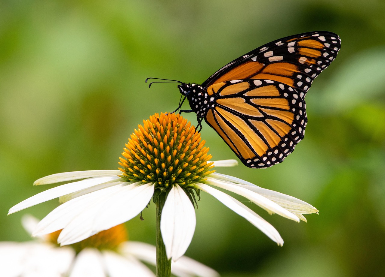 découvrez comment la transformation peut transformer votre vie, vos idées et vos projets. explorez les différentes facettes du changement, des stratégies efficaces et les succès inspirants qui vous motivent à embrasser la métamorphose.